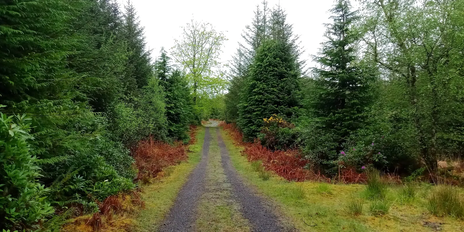 A path through green woodland