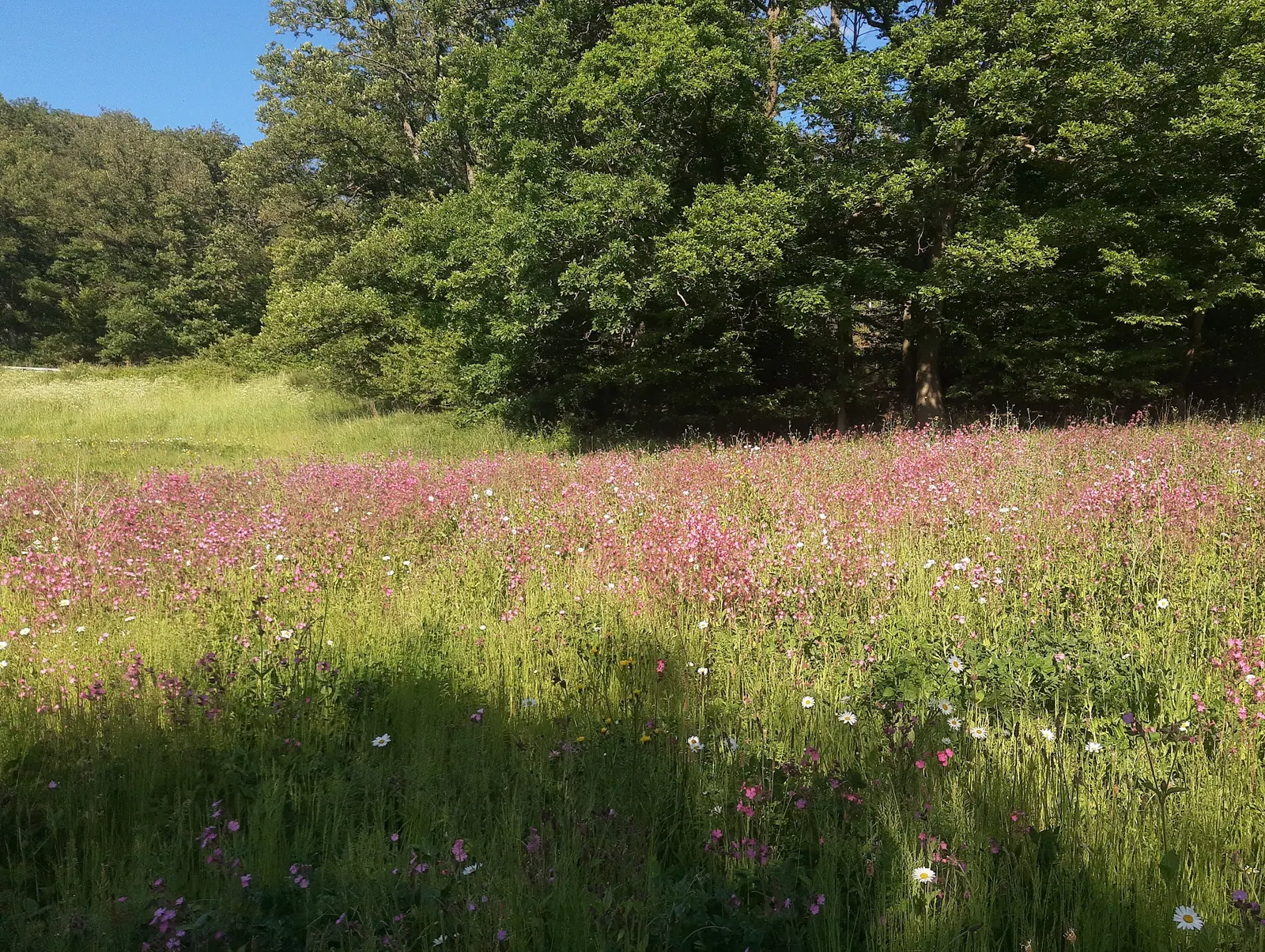 A meadow of wildflowers under a bright sky