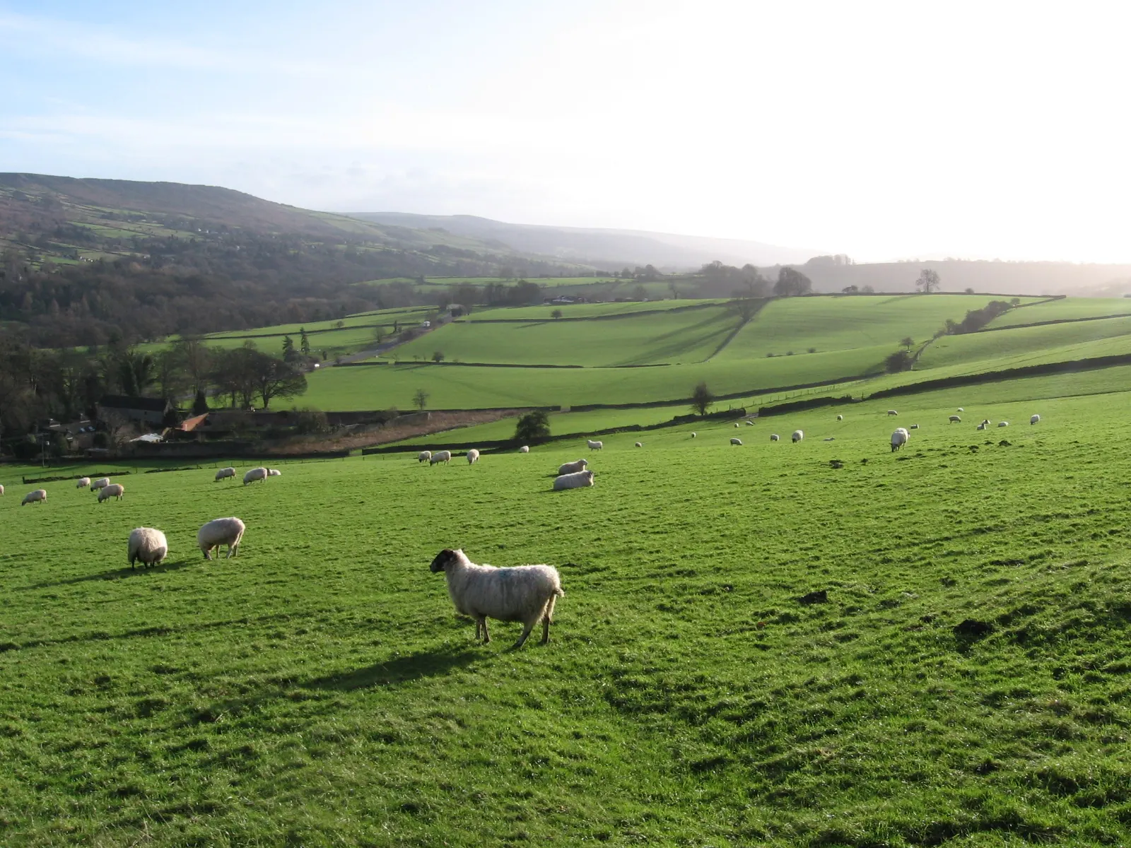 Sheep grazing in a hillside field