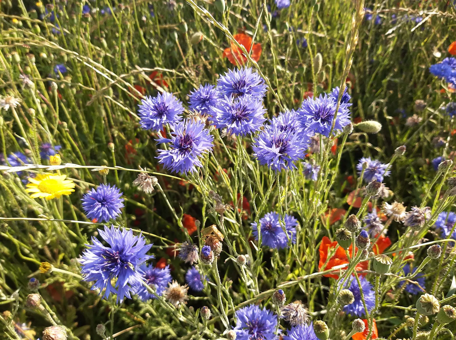 Cornflowers and poppies in a wildflower patch