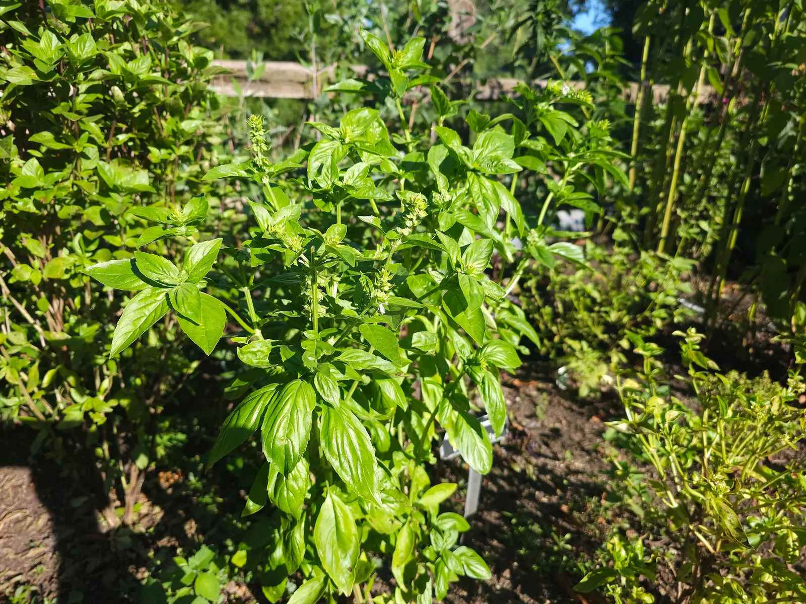 Basil growing in an allotment bed