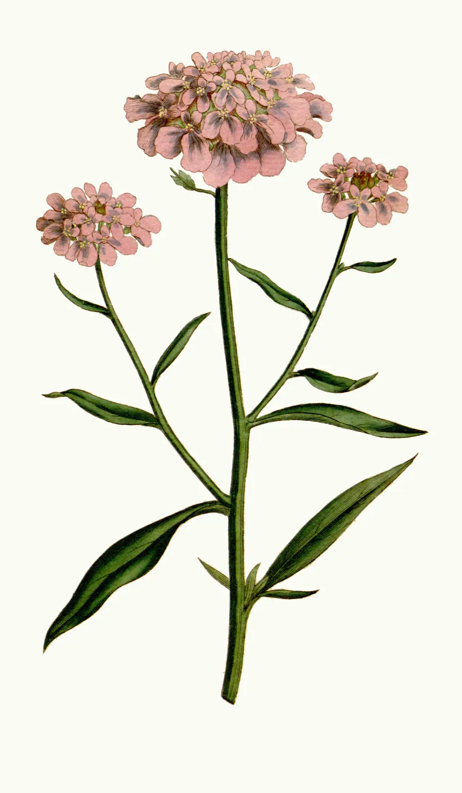 An old hand-coloured botanical plate of a flowering plant