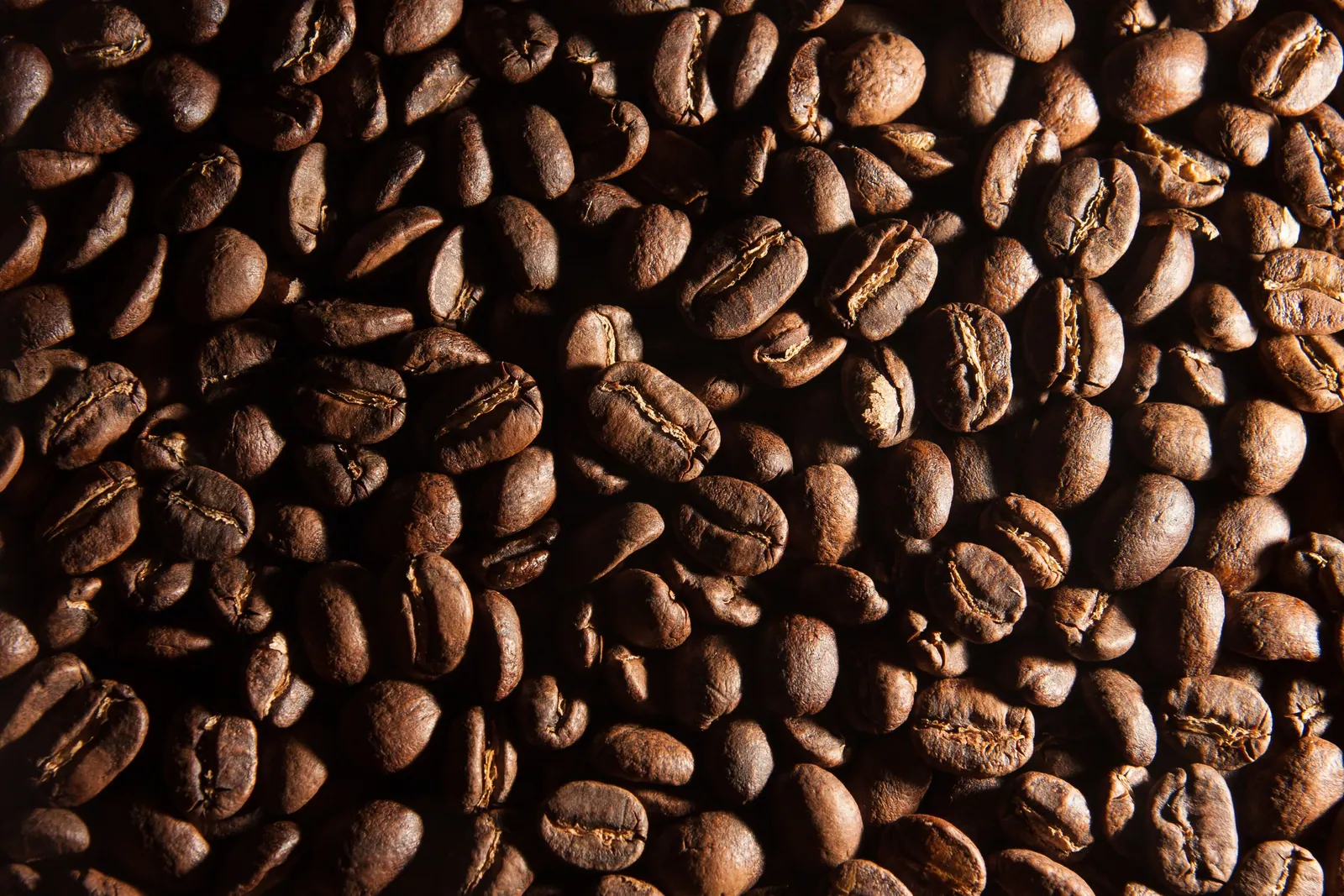 Roasted coffee beans in close-up