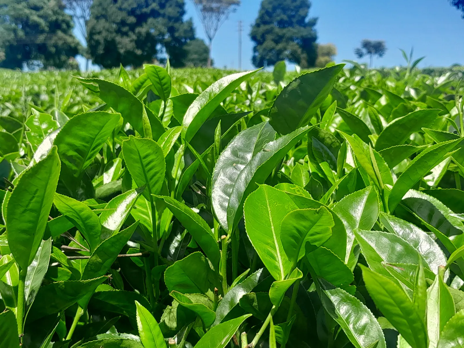 Green tea leaves close up