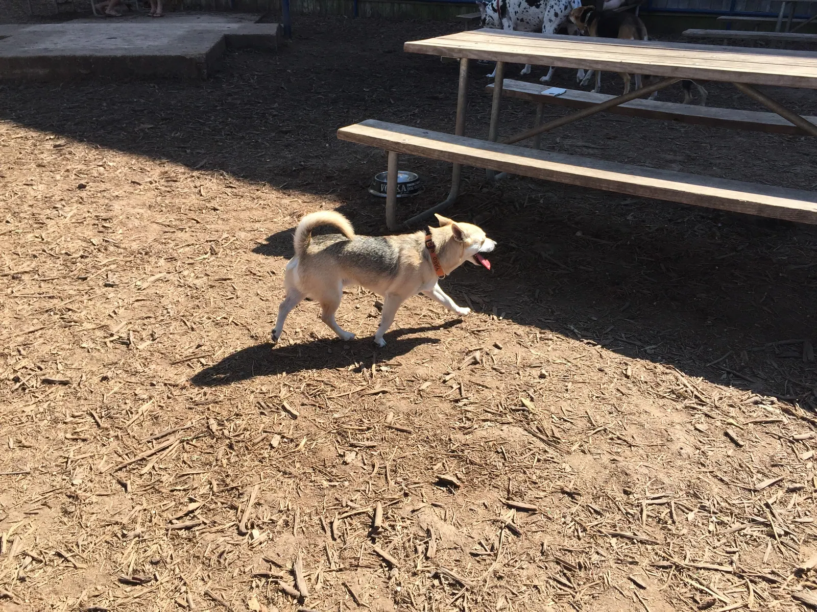 A small dog trotting across the grass